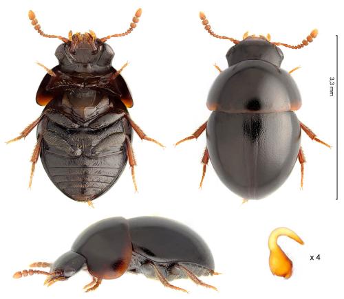 Réf. 335 122 : Agathidium atrum